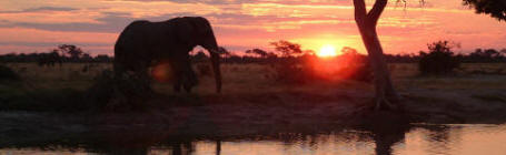 Elephant at sundown on the banks of the Chobe River