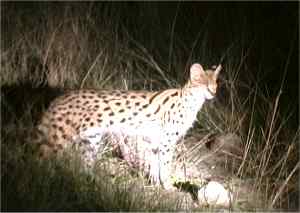 Serval cat on night drive at Kwando �2003 Kirk Levedahl