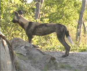 Wild dog at Lebala �2003 Kirk Levedahl
