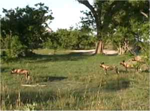 Wild dog hunting at Kwando �2003 Kirk Levedahl