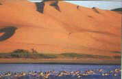 Namib Desert meets the sea at Swakpmund