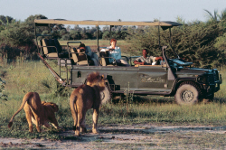 Lion at Little Mombo Camp - Okavango