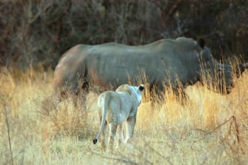 Rhino and lion