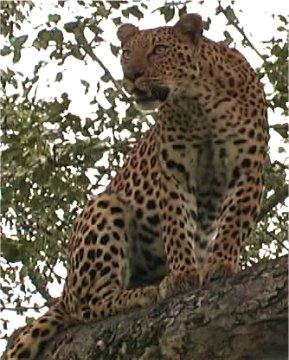 Leopard photographed at Londolozi-copyright Barbara Levedahl