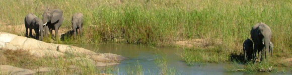 Elephants at Mala Mala