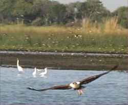 Fish Eagle skims the lagoon at Kwara Camp ©2003 Kirk Levedahl