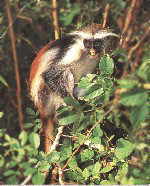 Red colubus monkey