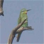 Bluecheeked Bee-eater