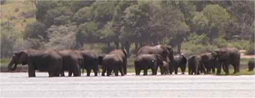 Herd of elephant on the Chobe River