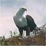 Fish Eagle