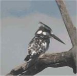 Pied Kingfisher