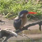 Malachite Kingfisher