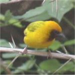 Yellow Weaver