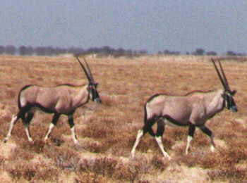 Gemsbok (oryx) at Etosha