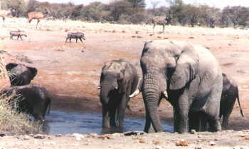 Waterhole at Etosha