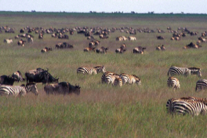 Serengeti Migration © Charlotte Richardson