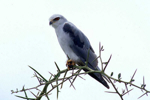 Black Shouldered Kite Red  © Paul Young