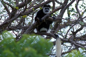 Colabus Monkey  Paul Young