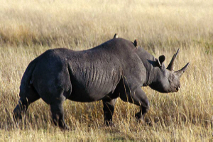 Rhino at Ngorongoro Crater © Charlotte RIchardson