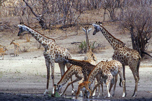 Giraffe  Charlotte Richardson