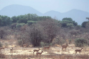 Ruaha  Charlotte Richardson