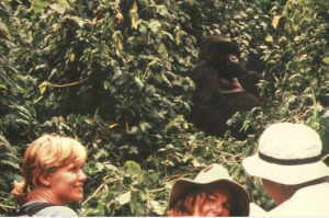 Gorilla Trekking