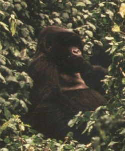 View of gorilla while on a trek