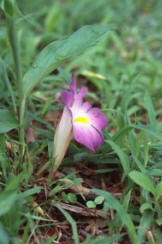 Siphonochilus kirkii  an African genus of true gingers named after Dr John Kirk, who accompanied David Livingstone on his Zambezi expedition of 1858